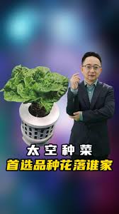 吃绿叶蔬菜能补充叶酸是真的吗