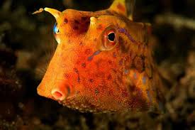 角箱鲀游动方式的特点是什么