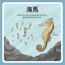海马由谁孵化幼崽