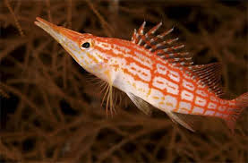 哪种鱼有长嘴鹰的别称