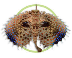 飞角鱼主要生活在哪里