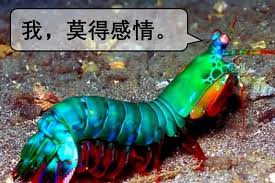 螳螂虾拥有动物界最复杂的什么