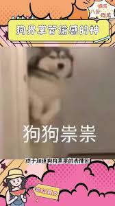 狗狗祟祟官网地址在哪