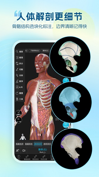维萨里3D解剖官方正版