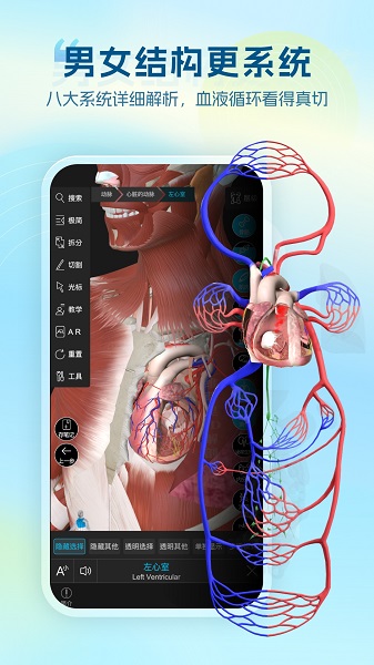 维萨里3D解剖无会员