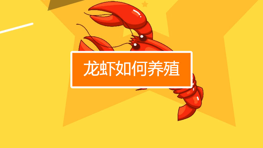 AI小龙虾如何养殖