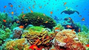 哪种海洋生态系统被誉为海洋生物的幼儿园