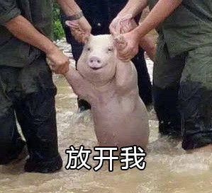 网红小猪我不要开学表情包