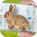 手机屏幕养兔子
