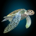 海龟模拟器