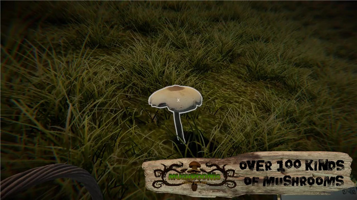 蘑菇:森林漫步